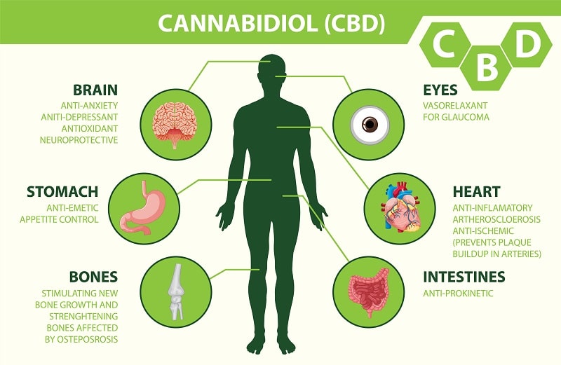 endocannabinoid system